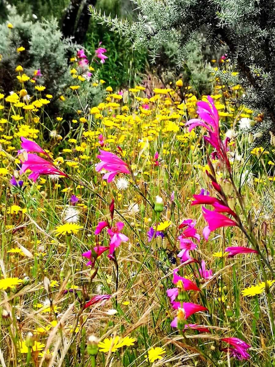 3 soveværelse Finca/Landehus til salg i Los Marines med swimmingpool - € 295.000 (Ref: 9541738)