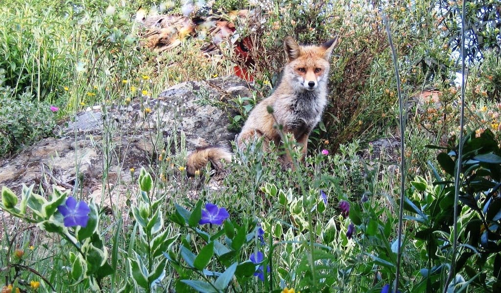 3 soveværelse Finca/Landehus til salg i Los Marines med swimmingpool - € 295.000 (Ref: 9541738)