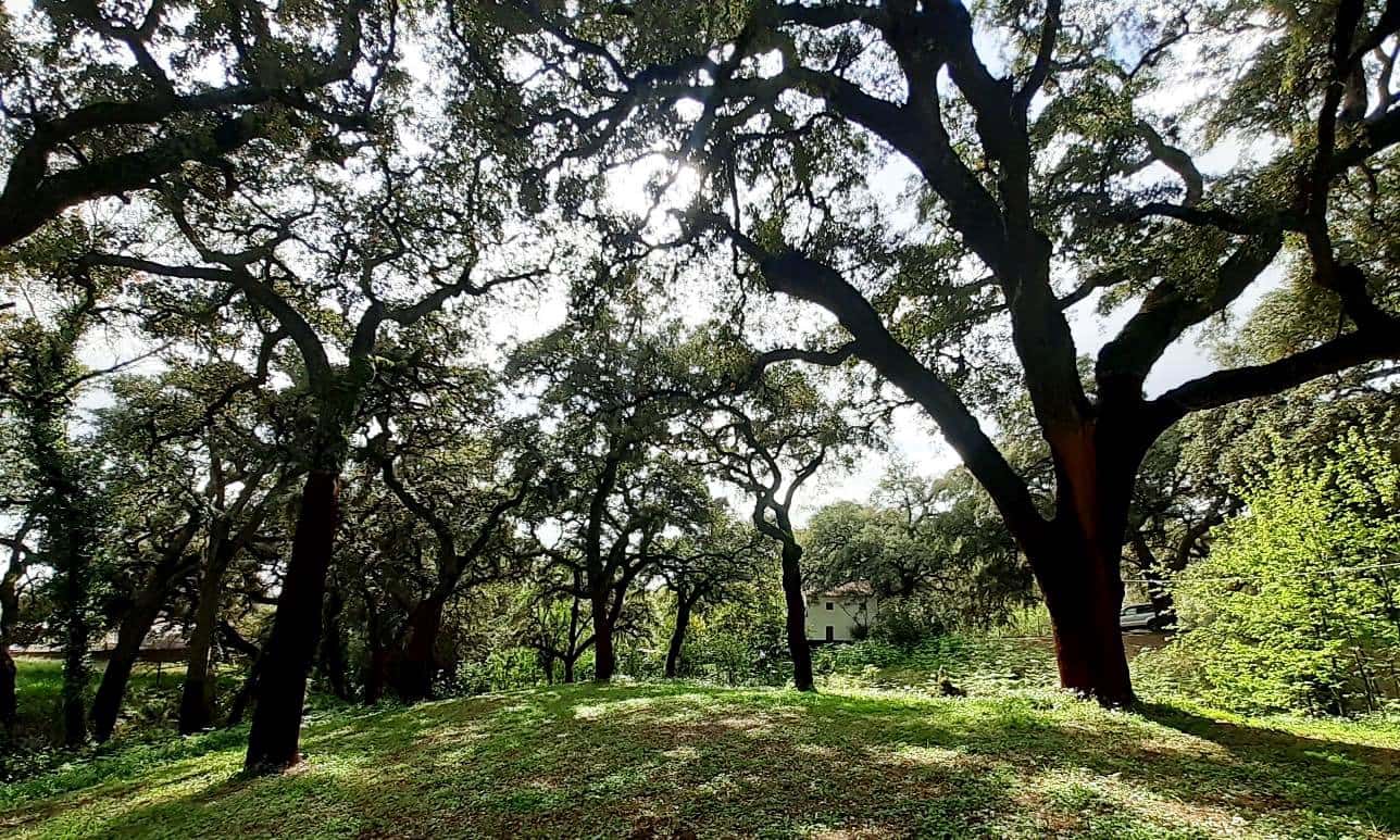 3 bedroom Finca/Country House for sale in Santa Ana la Real - € 290,000 (Ref: 9800785)