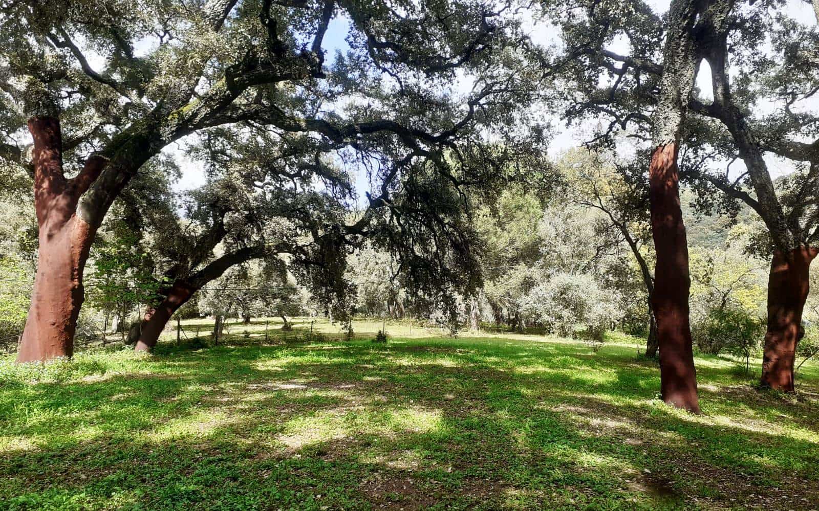 3 bedroom Finca/Country House for sale in Santa Ana la Real - € 290,000 (Ref: 9800785)