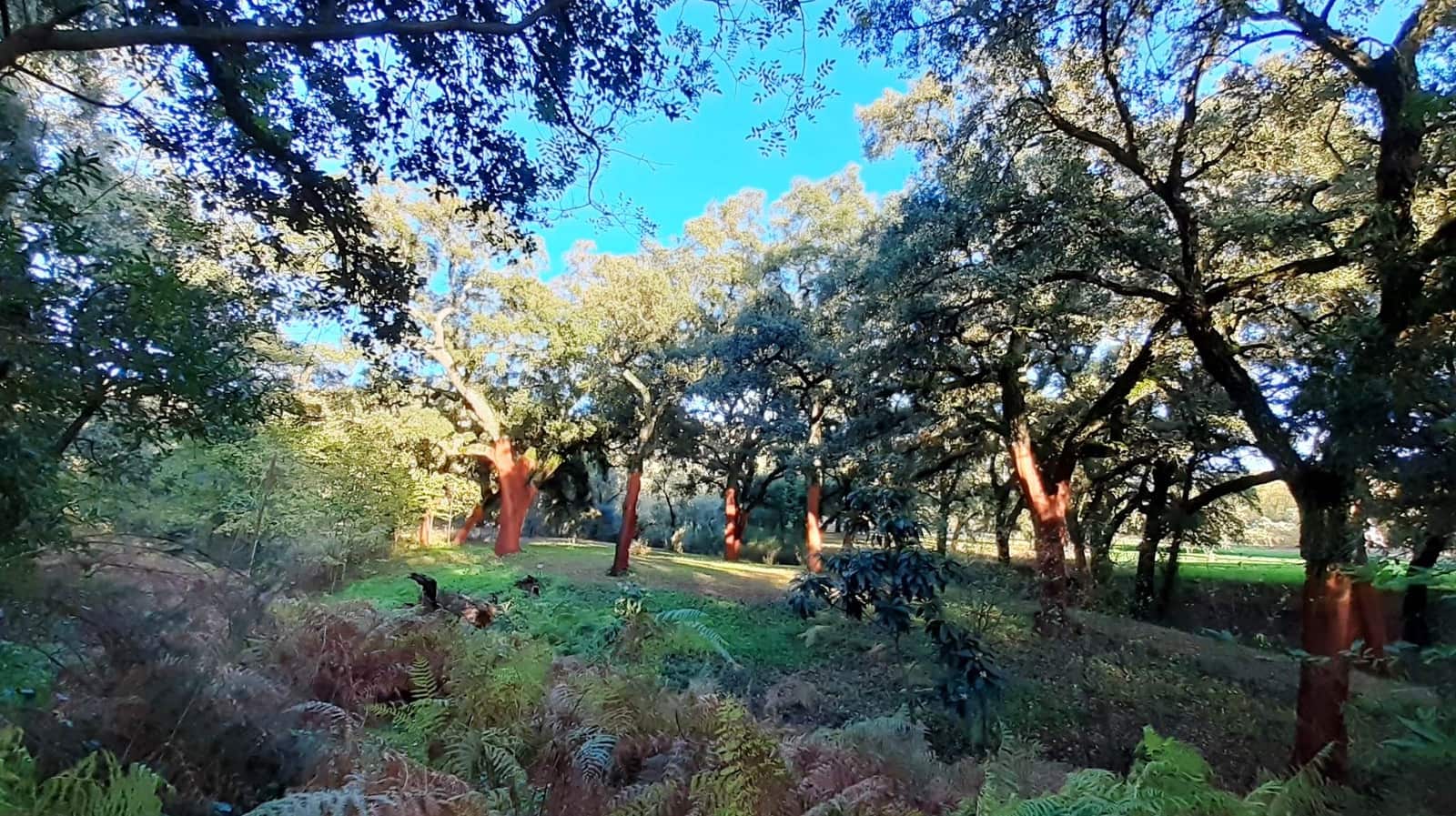 3 bedroom Finca/Country House for sale in Santa Ana la Real - € 290,000 (Ref: 9800785)