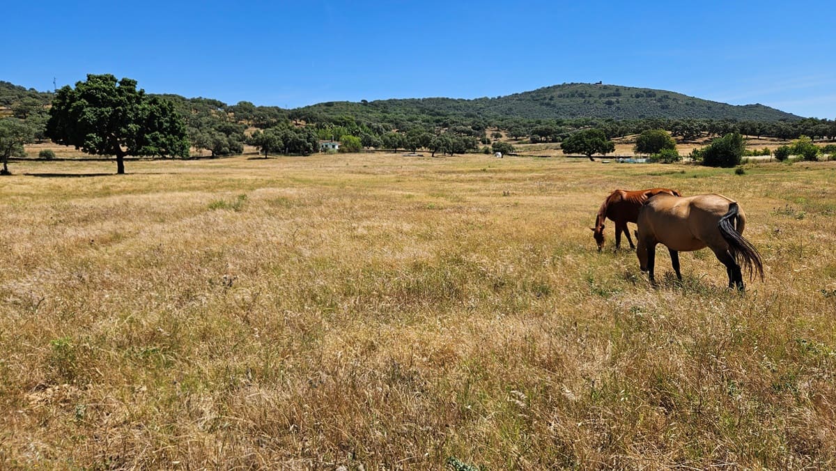 4 sypialnia Finka/Dom wiejski na sprzedaż w Higuera de la Sierra z basenem - 350 000 € (Ref: 9883457)