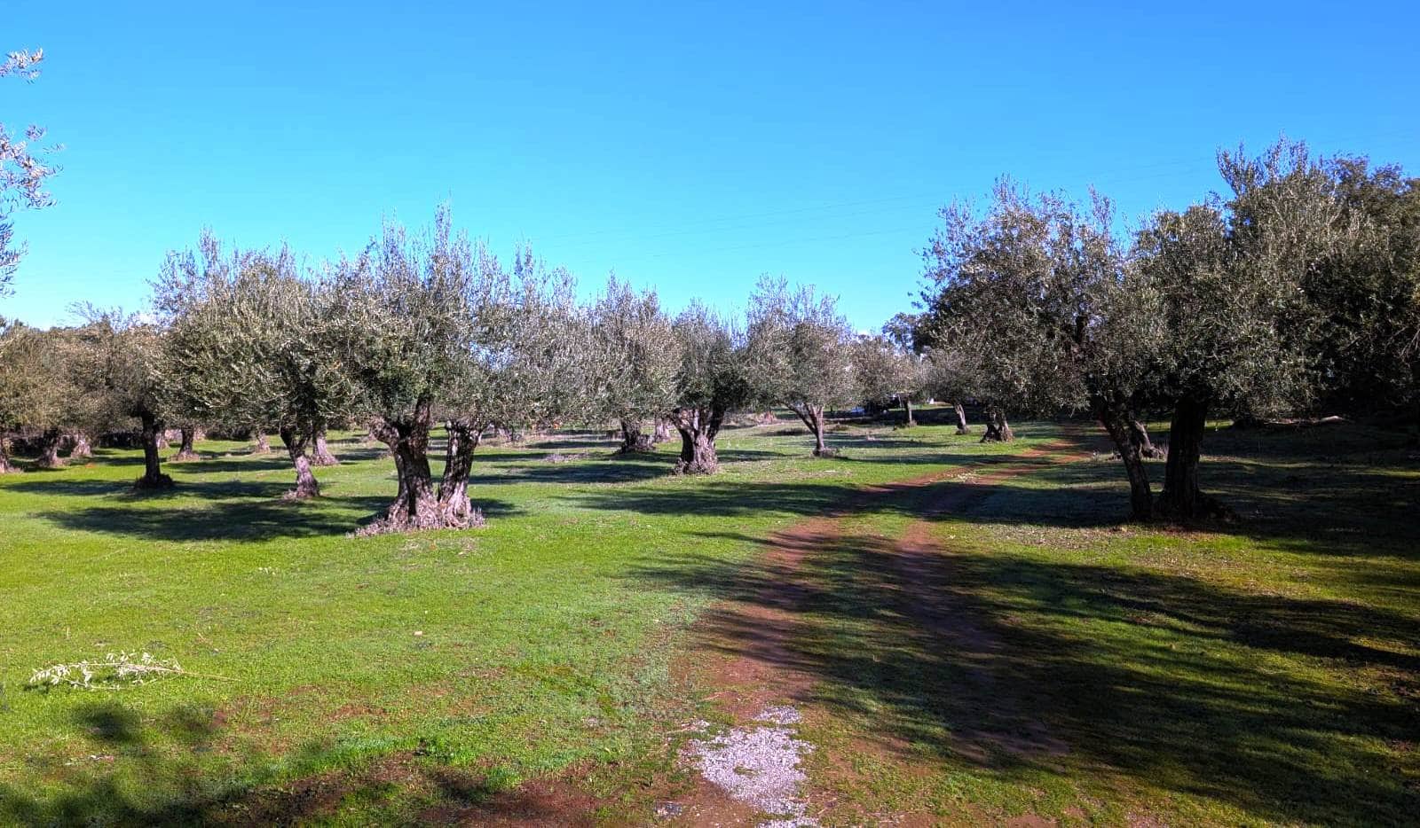 1 bedroom Finca/Country House for sale in Puerto Moral - € 247,000 (Ref: 9929762)