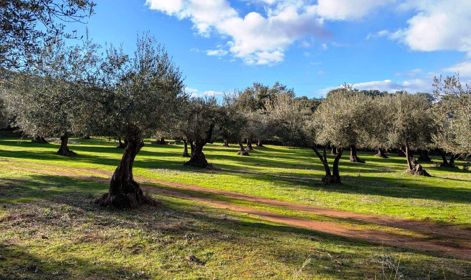 1 bedroom Finca/Country House for sale in Puerto Moral - € 247,000 (Ref: 9929762)