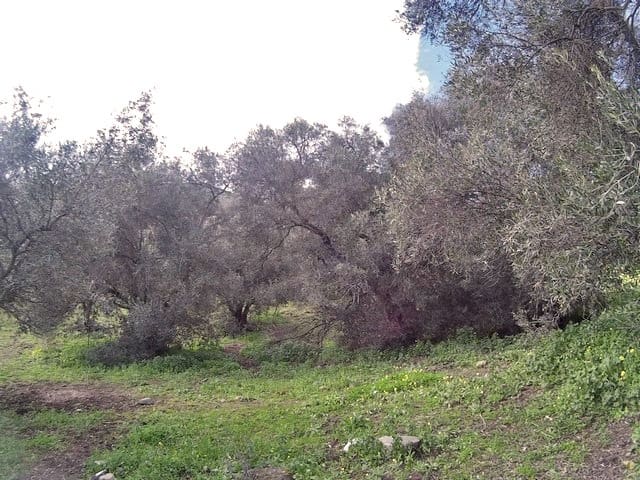 Byhus til salg i Gaucín - € 285.000 (Ref: 6646558)