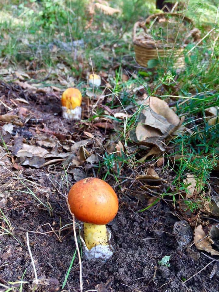 3 soverom Finca/Herregård til salgs i Gaucin med svømmebasseng - € 350 000 (Ref: 6646559)