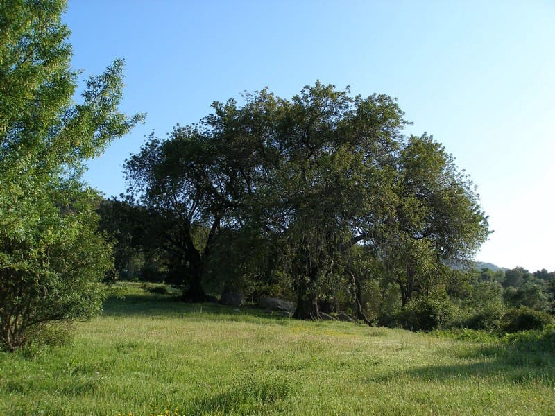 3 soveværelse Finca/Landehus til salg i Gaucin - € 215.000 (Ref: 6648508)