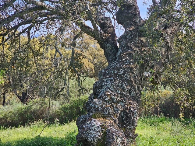 2 soveværelse Finca/Landehus til salg i Cortes de la Frontera - € 230.000 (Ref: 8428055)