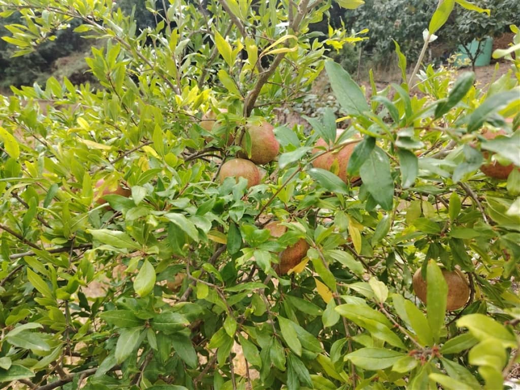 2 soverom Finca/Herregård til salgs i Genalguacil - € 450 000 (Ref: 9326812)