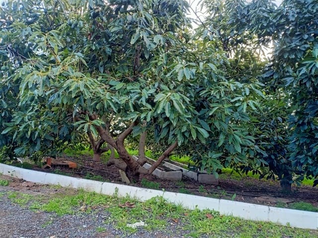 Finca/Casa Rural de 3 habitaciones en Casarabonela en venta - 680.000 € (Ref: 9326813)