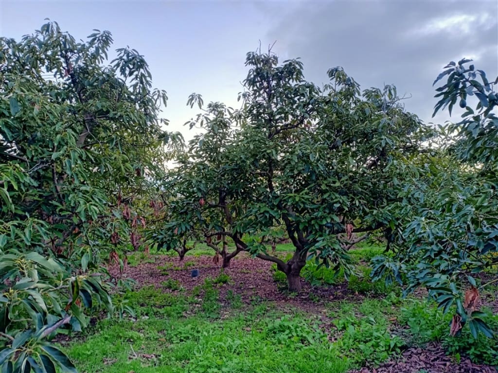 Finca/Casa Rural de 3 habitaciones en Casarabonela en venta - 680.000 € (Ref: 9326813)