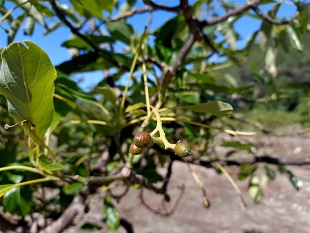 8 sovrum Finca/Hus på landet till salu i Gaucin med pool garage - 2 800 000 € (Ref: 9326828)