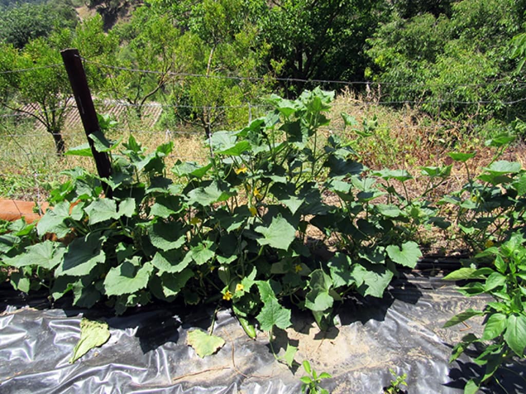 2 soverom Finca/Herregård til salgs i Genalguacil med garasje - € 215 000 (Ref: 9326833)