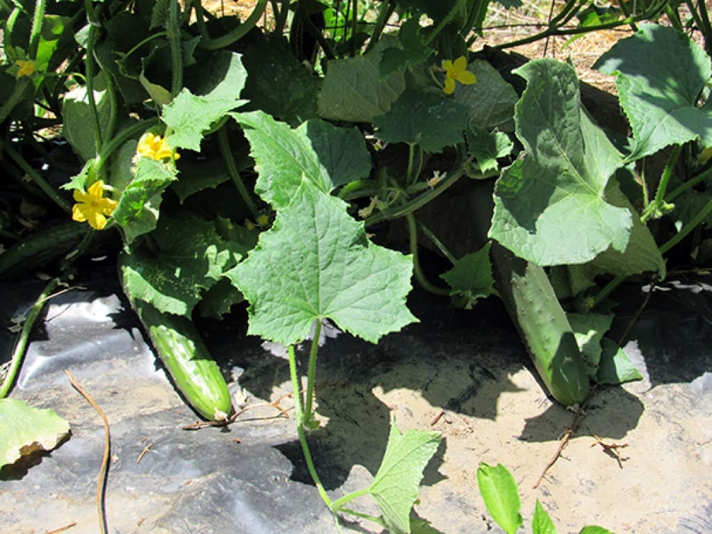 2 soverom Finca/Herregård til salgs i Genalguacil med garasje - € 215 000 (Ref: 9326833)