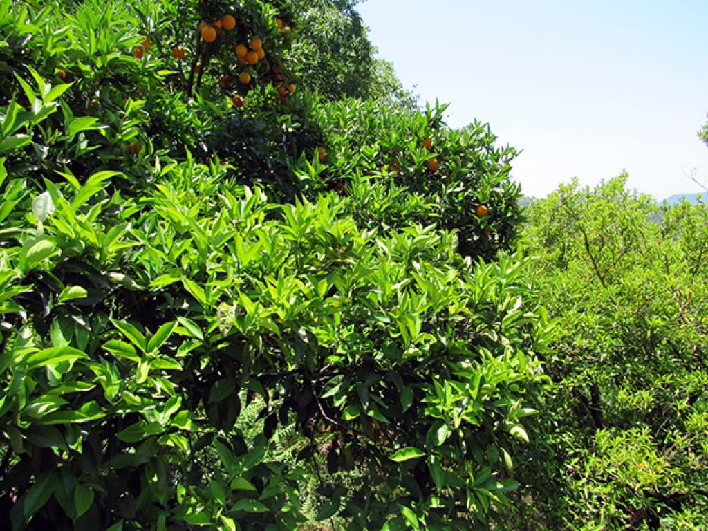 2 soverom Finca/Herregård til salgs i Genalguacil med garasje - € 215 000 (Ref: 9326833)