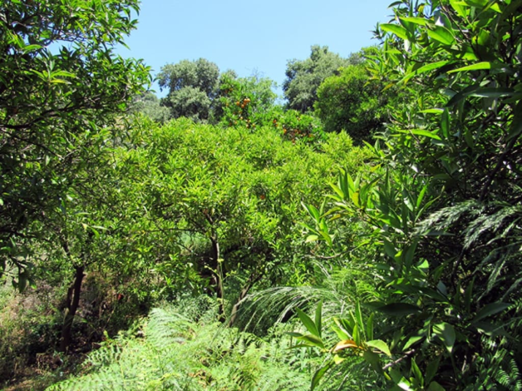 2 soverom Finca/Herregård til salgs i Genalguacil med garasje - € 215 000 (Ref: 9326833)