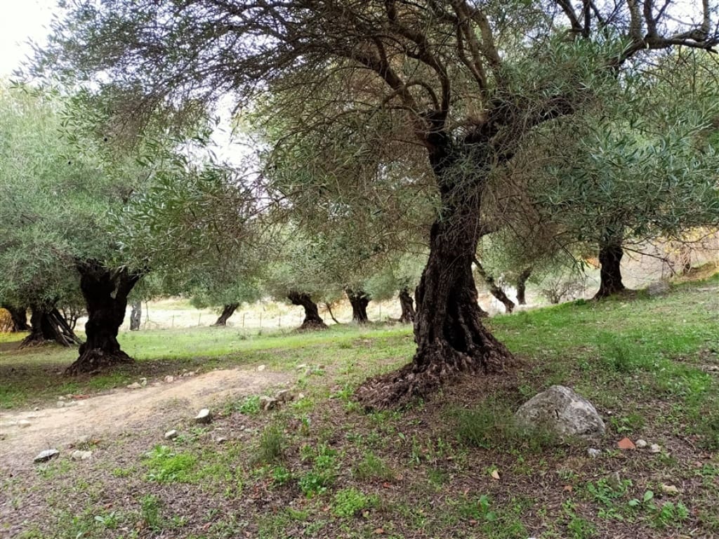 3 soveværelse Finca/Landehus til salg i Algatocin med swimmingpool - € 595.000 (Ref: 9326844)