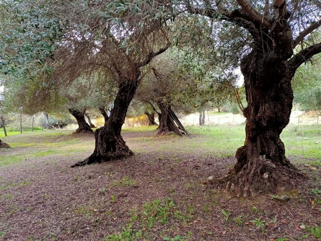 3 soveværelse Finca/Landehus til salg i Algatocin med swimmingpool - € 595.000 (Ref: 9326844)