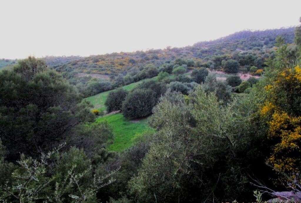 Finca/Casa Rural de 3 habitaciones en Gaucín en venta - 475.000 € (Ref: 9326847)