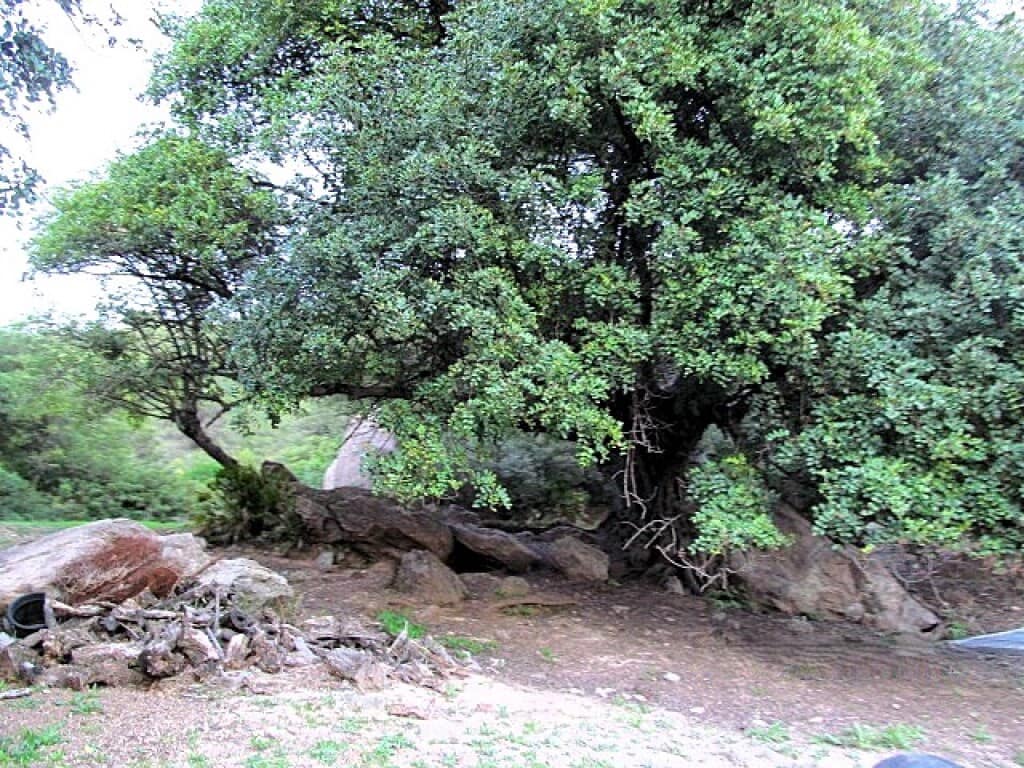 Finca/Casa Rural de 3 habitaciones en Gaucín en venta - 475.000 € (Ref: 9326847)