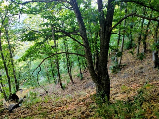 2 Zimmer Finca/Landgut zu verkaufen in Jubrique - 265.000 € (Ref: 9326852)