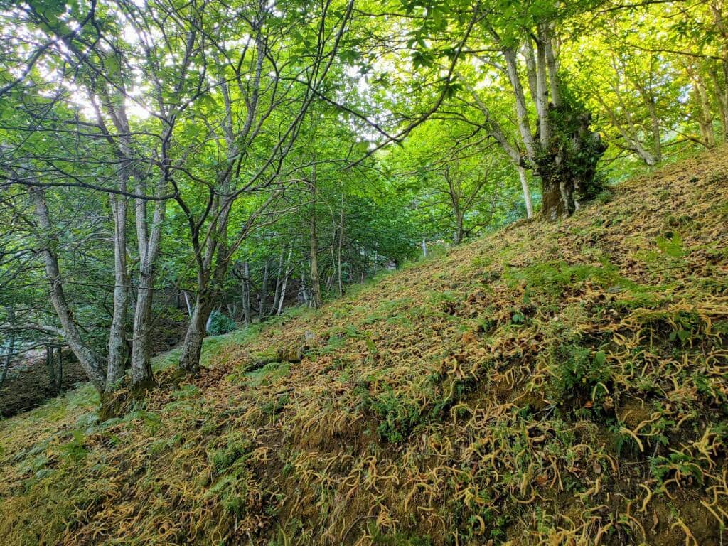 2 sovrum Finca/Hus på landet till salu i Jubrique - 265 000 € (Ref: 9326852)