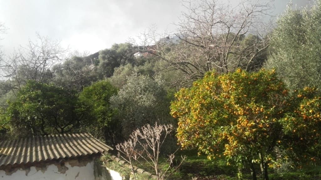 1 slaapkamer Finca/Landhuis te koop in Benarraba - € 120.000 (Ref: 9331090)