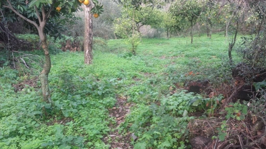 1 slaapkamer Finca/Landhuis te koop in Benarraba - € 120.000 (Ref: 9331090)