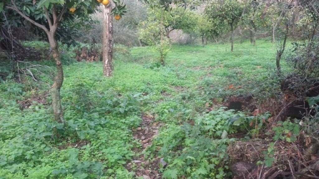 1 slaapkamer Finca/Landhuis te koop in Benarraba - € 120.000 (Ref: 9331090)