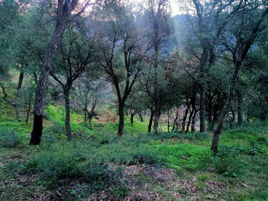 Ubebygd land til salgs i Jubrique - € 100 000 (Ref: 9331092)