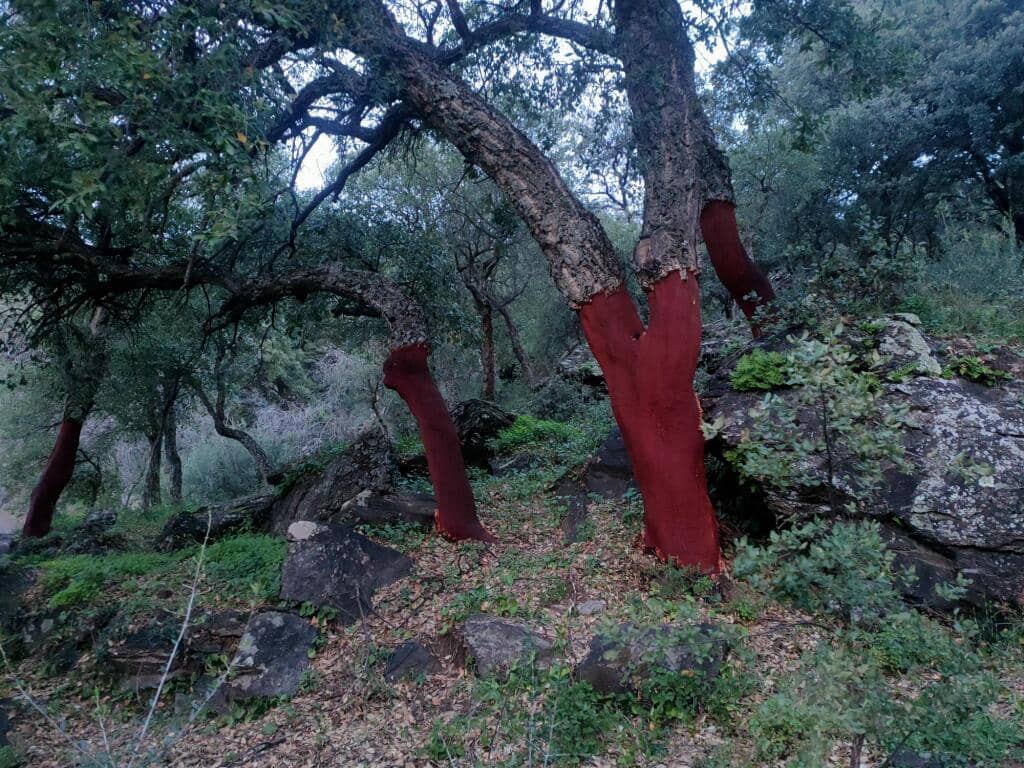 Ubebygd land til salgs i Jubrique - € 100 000 (Ref: 9331092)