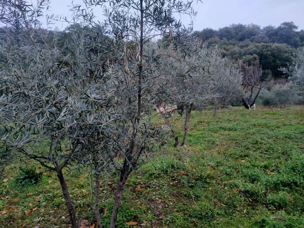 Ubebygd land til salgs i Jubrique - € 100 000 (Ref: 9331092)