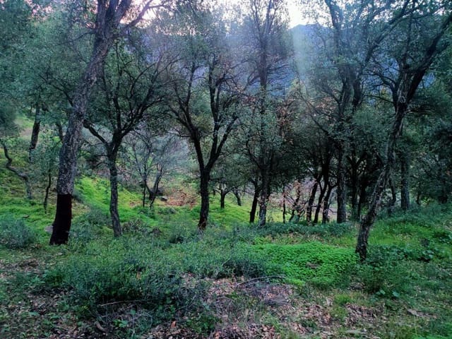 Ubebygd land til salgs i Jubrique - € 100 000 (Ref: 9331092)