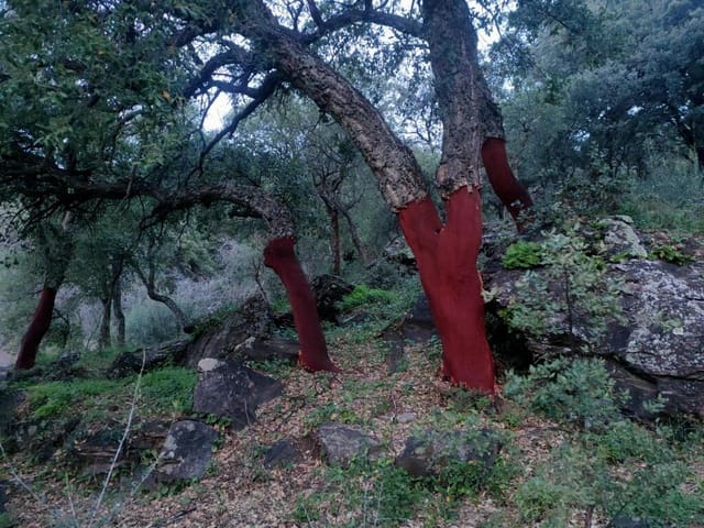 Ubebygd land til salgs i Jubrique - € 100 000 (Ref: 9331092)