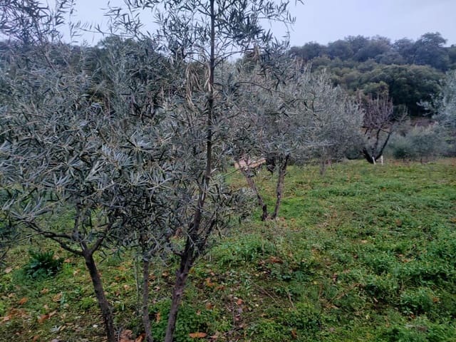 Ubebygd land til salgs i Jubrique - € 100 000 (Ref: 9331092)