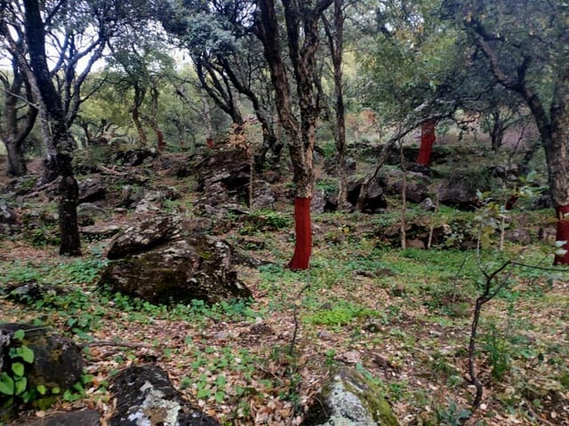 Ubebygd land til salgs i Jubrique - € 100 000 (Ref: 9331092)