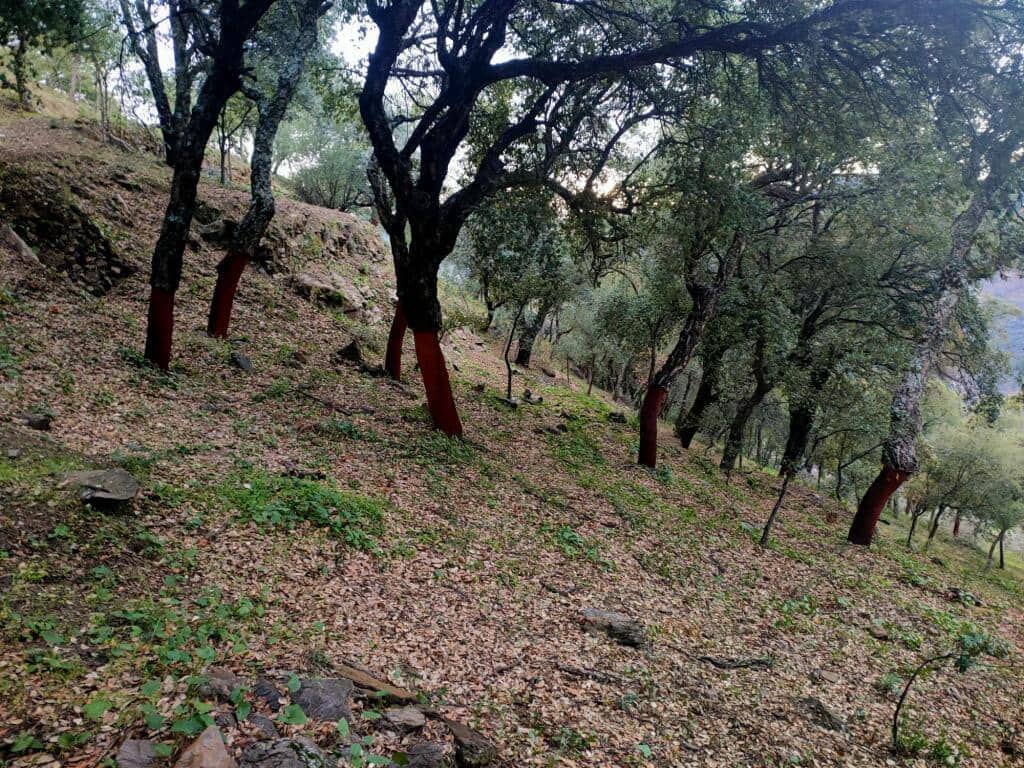 Ubebygd land til salgs i Jubrique - € 100 000 (Ref: 9331092)