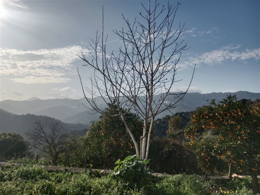 4 soveværelse Finca/Landehus til salg i Jubrique med swimmingpool garage - € 400.000 (Ref: 9331093)