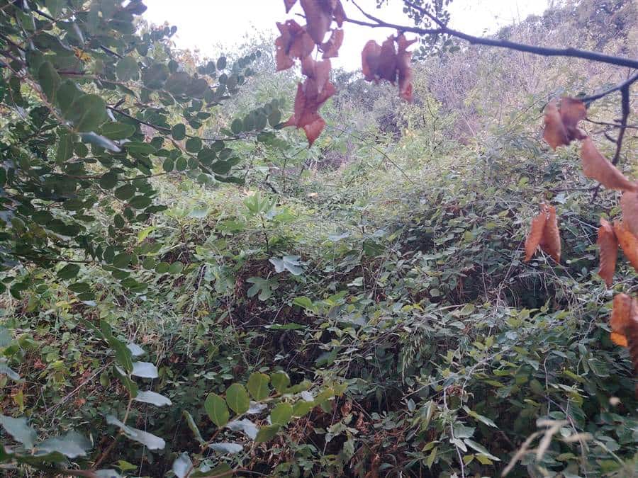 Grond te koop in Benarraba - € 70.000 (Ref: 9396500)