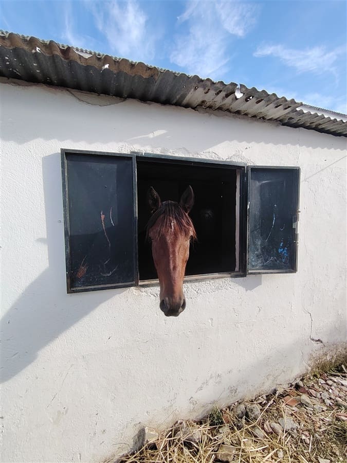 3 sovrum Finca/Hus på landet till salu i Puerto Serrano med pool - 900 000 € (Ref: 9432955)