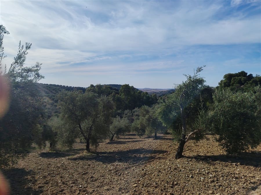 3 sovrum Finca/Hus på landet till salu i Puerto Serrano med pool - 900 000 € (Ref: 9432955)