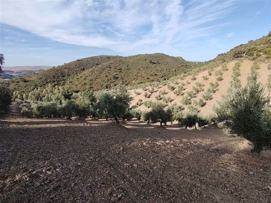 3 sovrum Finca/Hus på landet till salu i Puerto Serrano med pool - 900 000 € (Ref: 9432955)