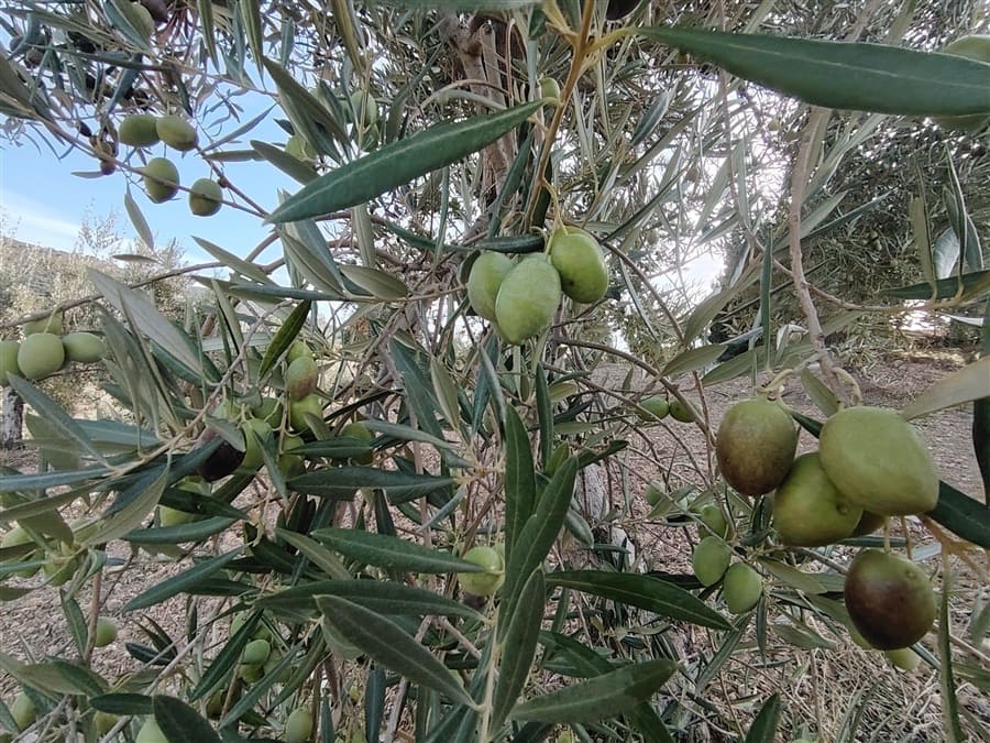 3 sovrum Finca/Hus på landet till salu i Puerto Serrano med pool - 900 000 € (Ref: 9432955)