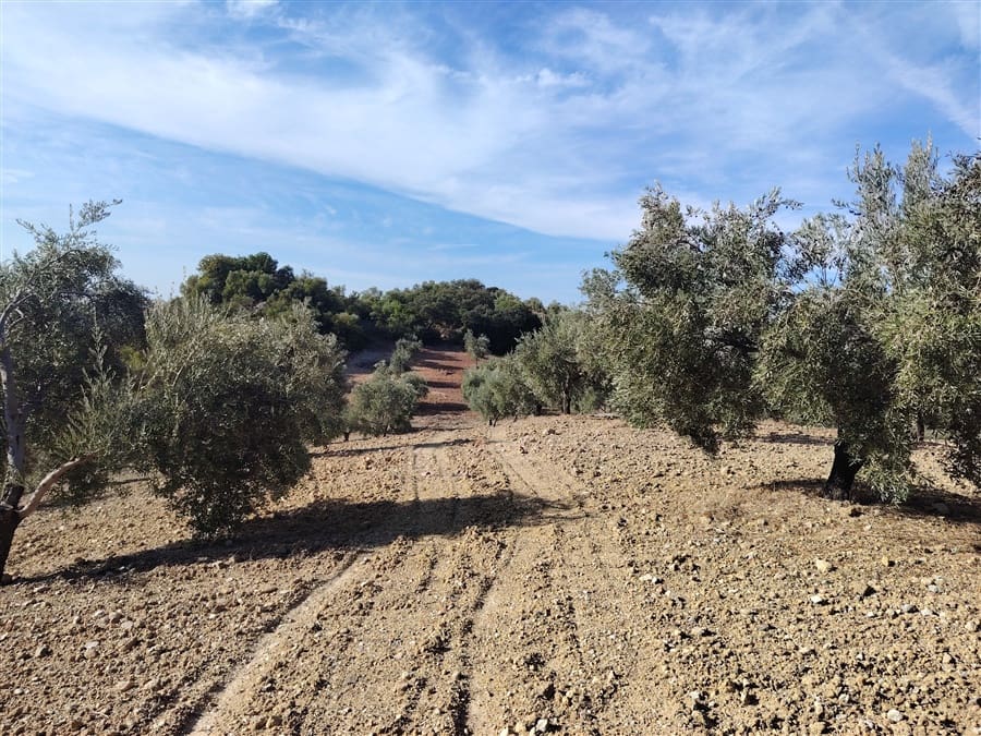 3 sovrum Finca/Hus på landet till salu i Puerto Serrano med pool - 900 000 € (Ref: 9432955)