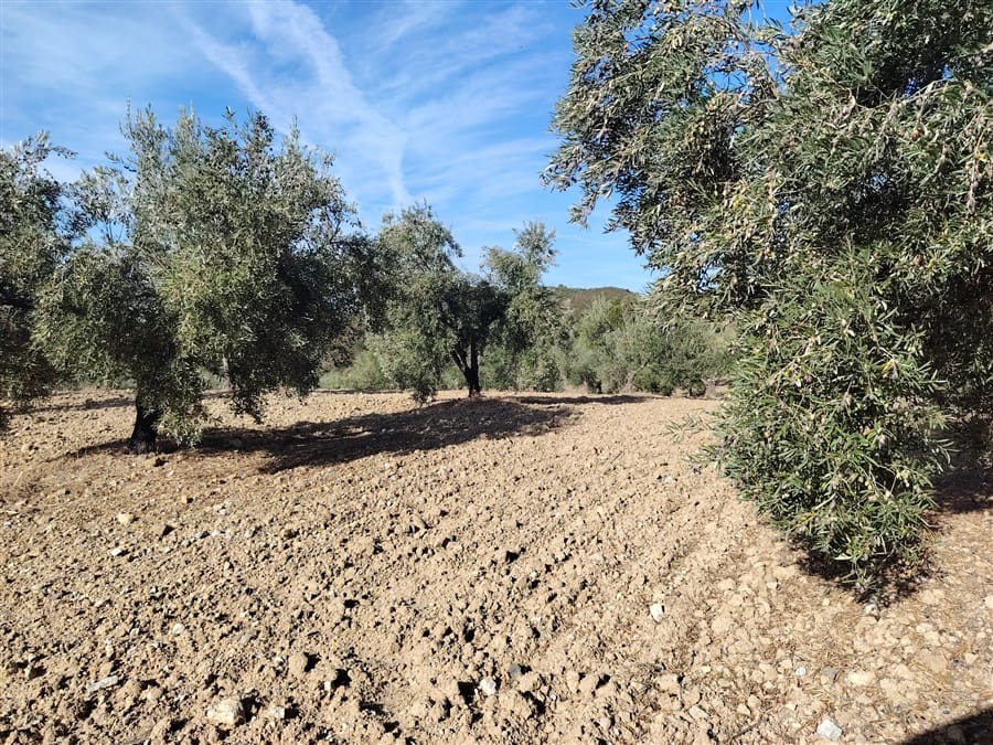 3 sovrum Finca/Hus på landet till salu i Puerto Serrano med pool - 900 000 € (Ref: 9432955)