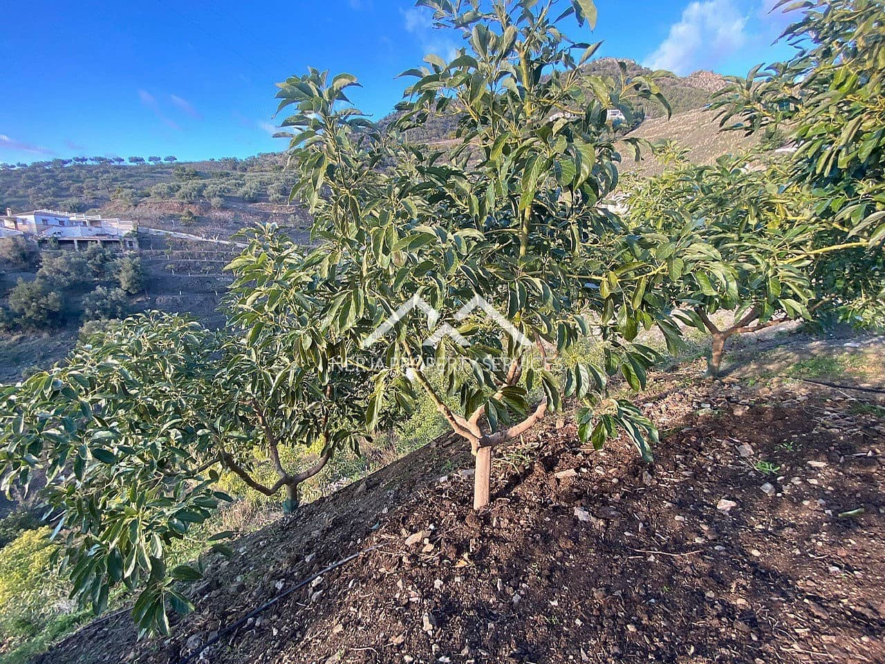 Undeveloped Land for sale in Frigiliana - € 90,000 (Ref: 10007741)