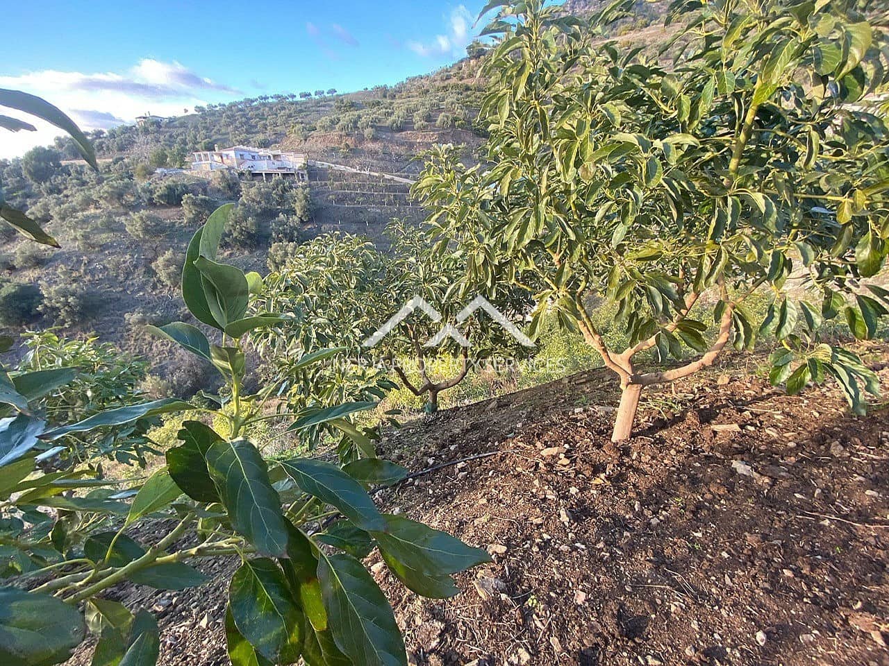 Undeveloped Land for sale in Frigiliana - € 90,000 (Ref: 10007741)