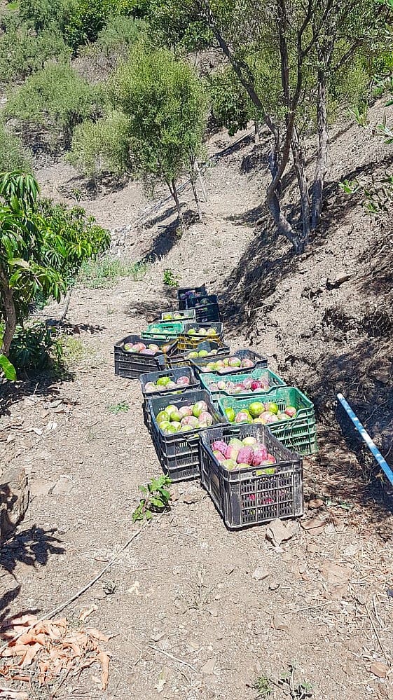 Grunde uden byggetilladelser til salg i Torrox - € 45.000 (Ref: 8183134)