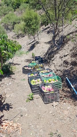 Mark till salu i Torrox Pueblo, Torrox - 45 000 € (Ref: 8183134)