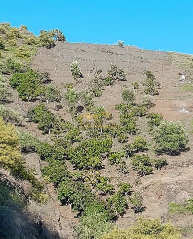 Mark till salu i Torrox Pueblo, Torrox - 45 000 € (Ref: 8183134)